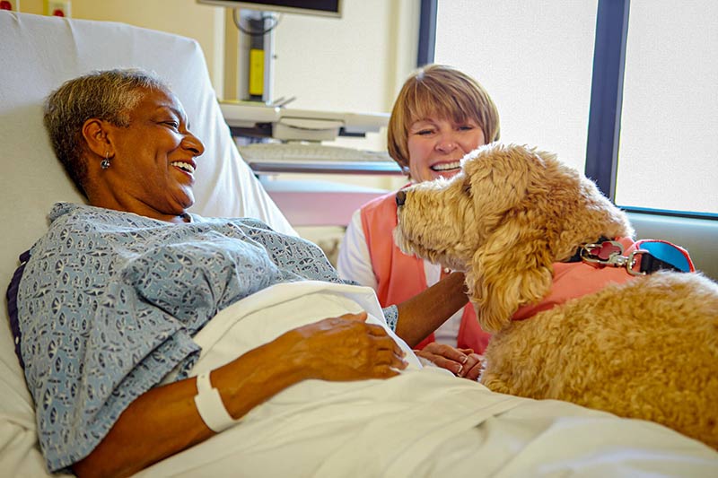 The power of pet therapy